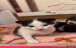Domestic Shorthair cats for sale: Kittens  - Image 3