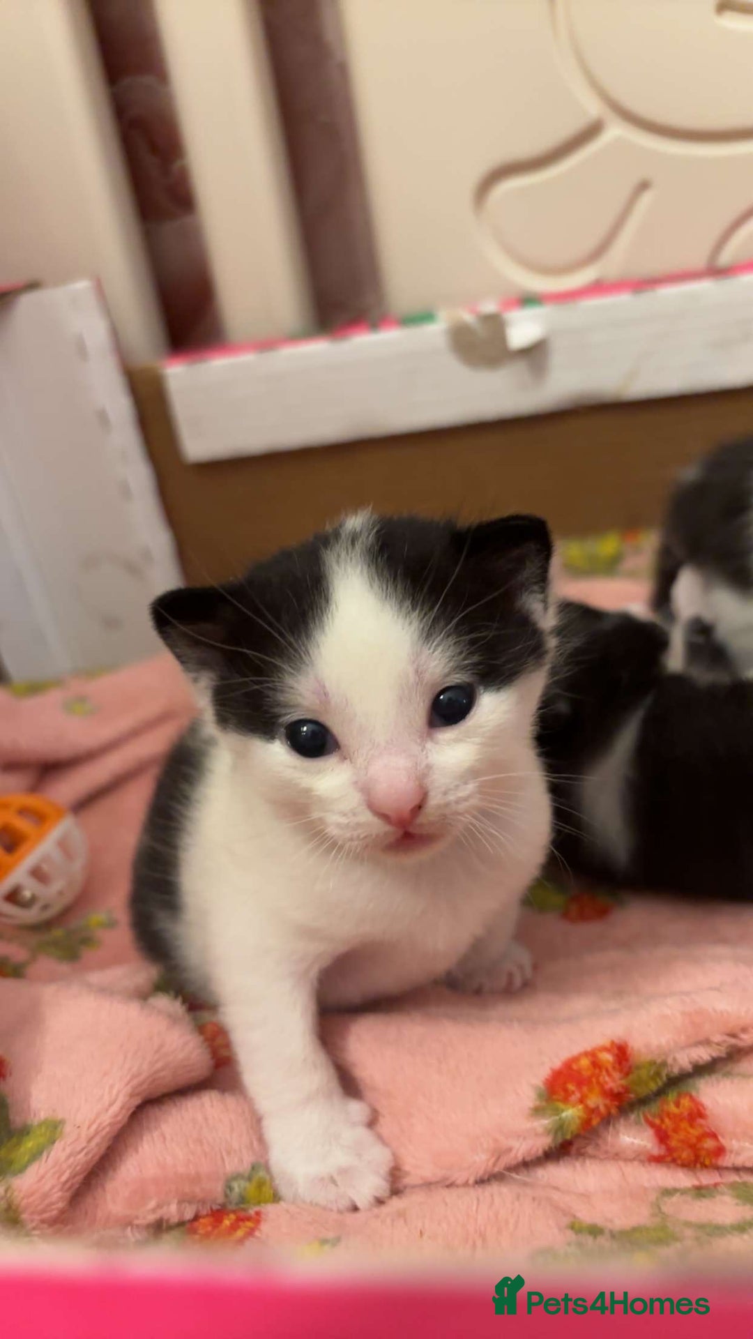 Domestic Shorthair cats for sale: Kittens  - Image 3