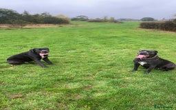 Cane Corso dogs for sale: Female cc - Image 6