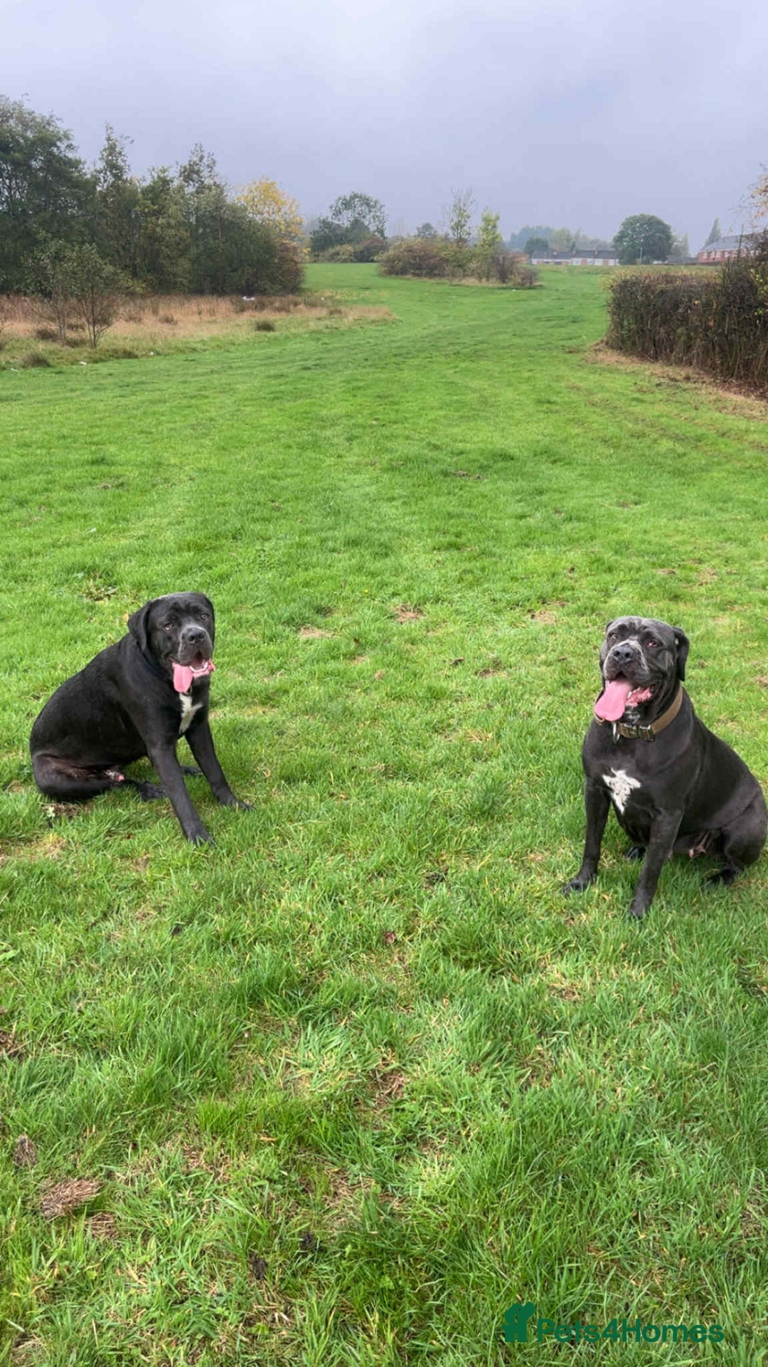 Cane Corso dogs for sale: Female cc - Image 6