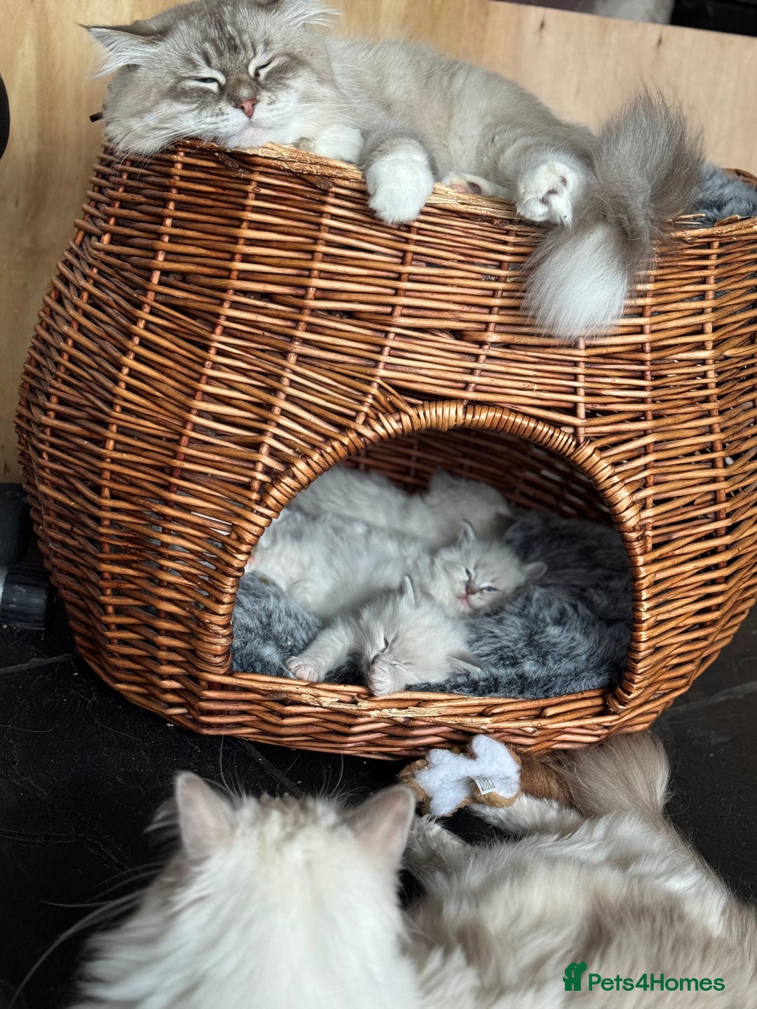 Ragdoll cats for sale: Beautiful Siberian Ragdoll cross kittens for sale - Advert 5