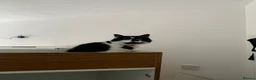 Mixed Breed cats for sale: Bonded pair.  in Crewe - Advert 17