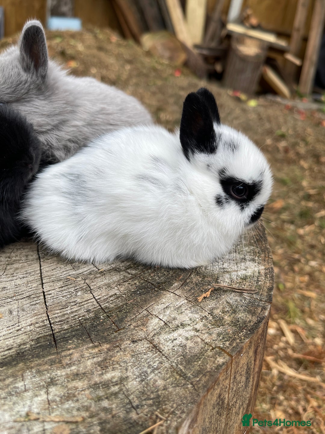 Netherland Dwarf rabbits for sale: Rare Colour purebred Netherland Dwarf  - Image 20