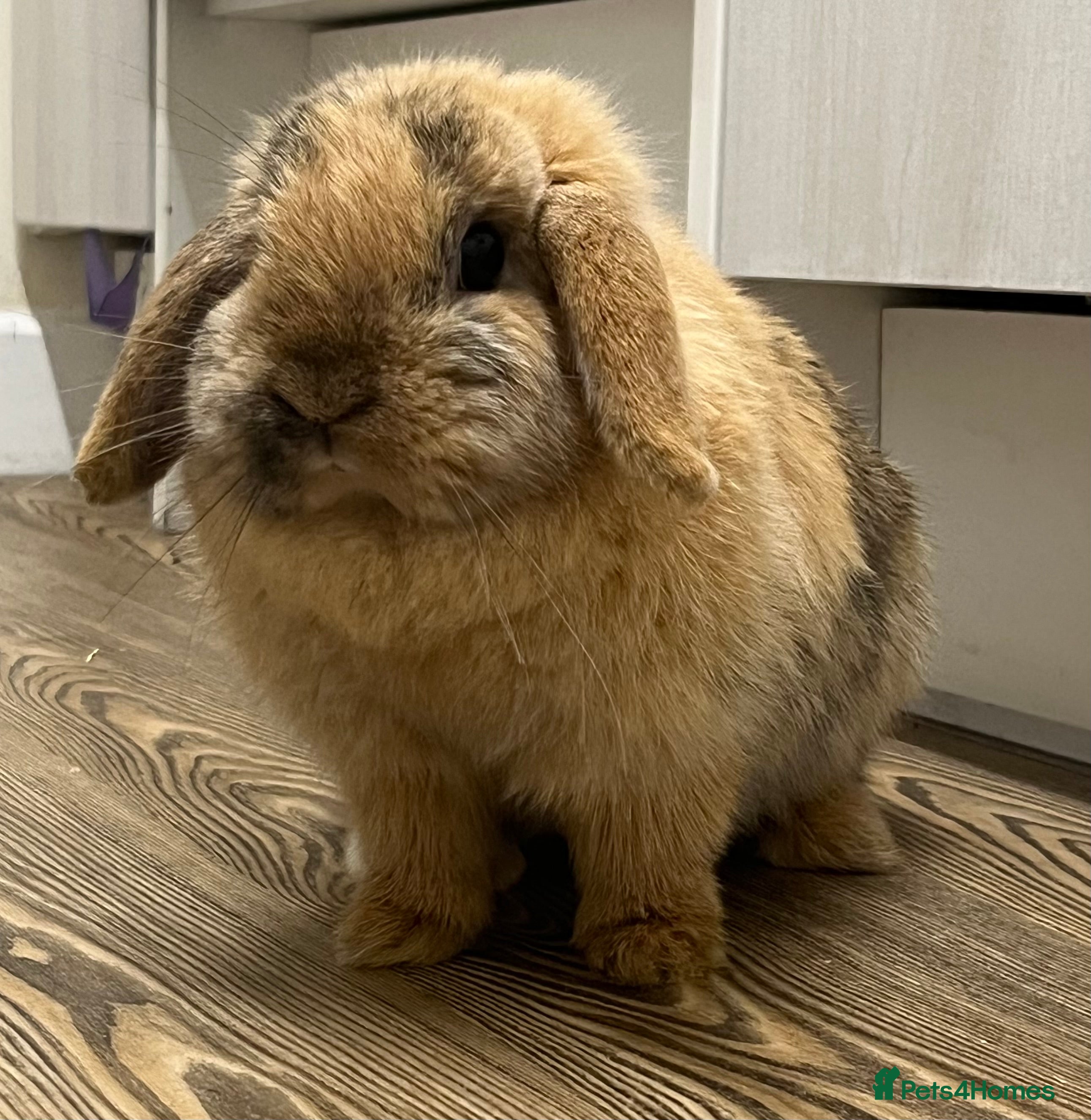 Mini Lop rabbits Beautiful Harlequin Magpie  - Advert 7
