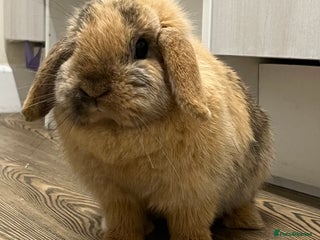 Mini Lop rabbits Beautiful Harlequin Magpie - Advert 2