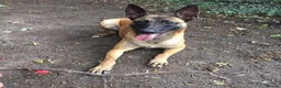 Belgian Shepherd Dog dogs for sale:  1 girl left belgian malinois - Advert 6