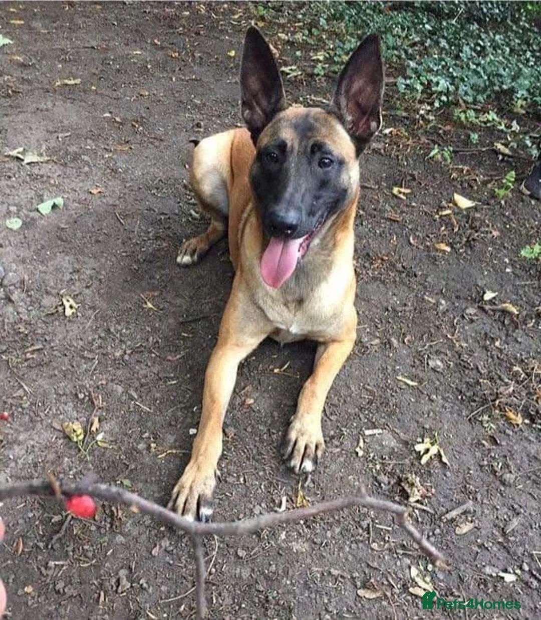 Belgian Shepherd Dog dogs for sale:  1 girl left belgian malinois - Advert 6