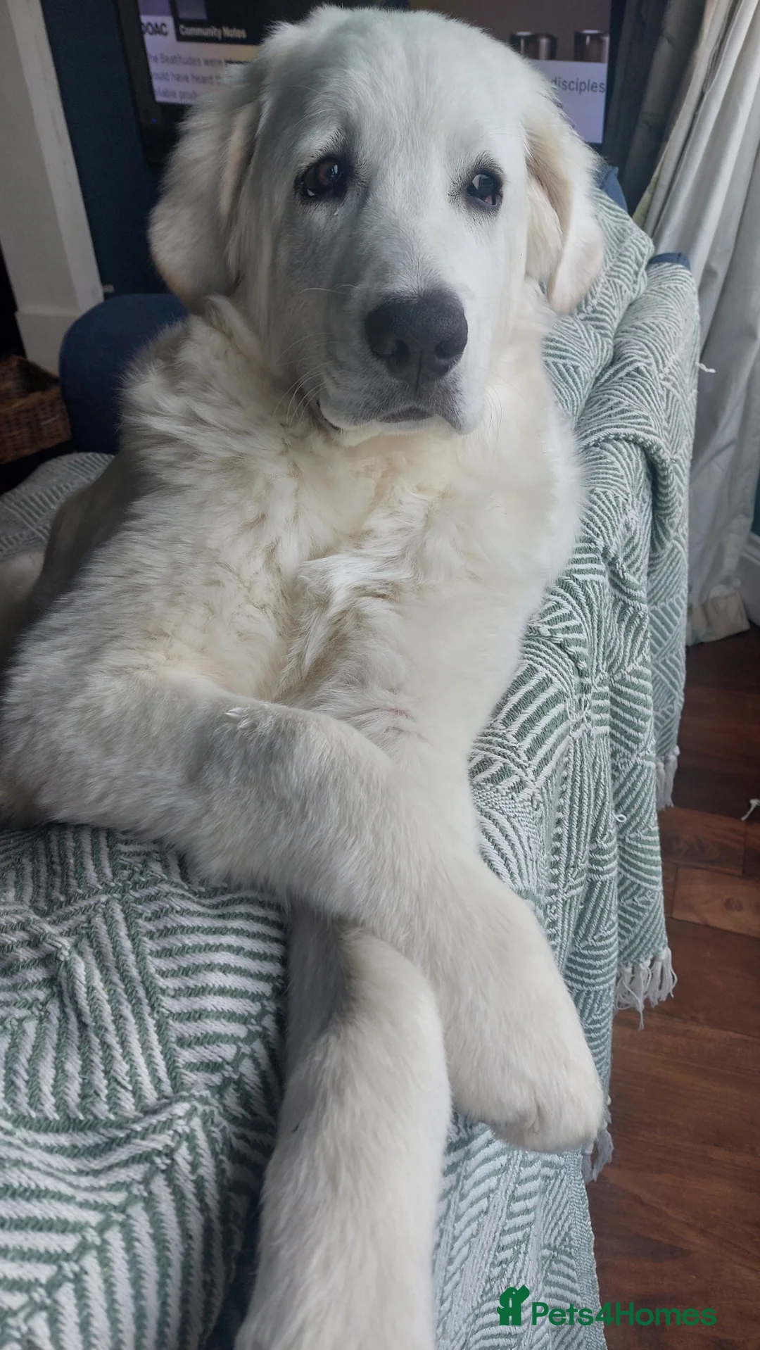 Polish Lowland Sheepdog dogs for sale: Tatra Polish Mountain dog (6 months old) in Carrickfergus - Advert 4