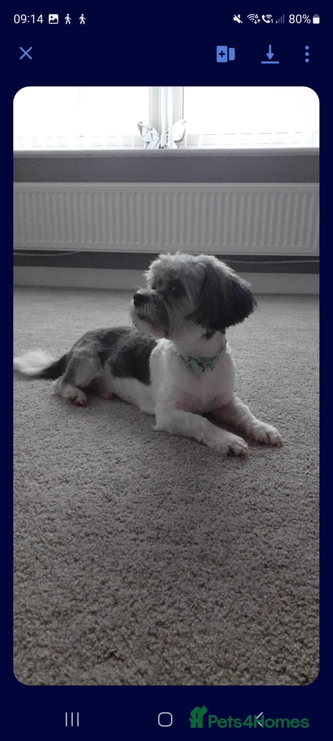 Cavapoo dogs for sale: Cavapoo puppy  - Advert 3