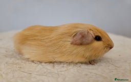 Guinea Pig rodents for sale: Solo baby boys under 8 weeks to bond with lone boy in Faringdon - Image 9