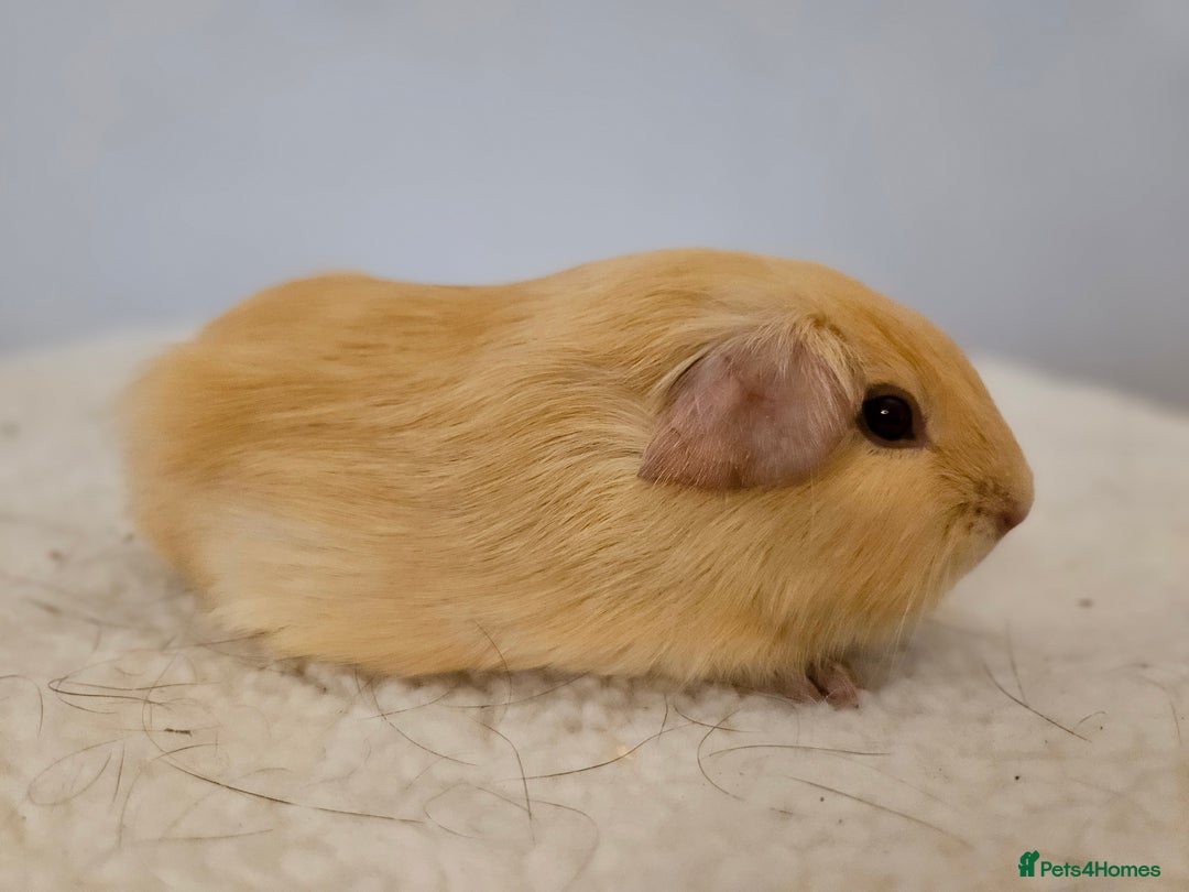 Guinea Pig rodents for sale: Solo baby boys under 8 weeks to bond with lone boy in Faringdon - Image 9