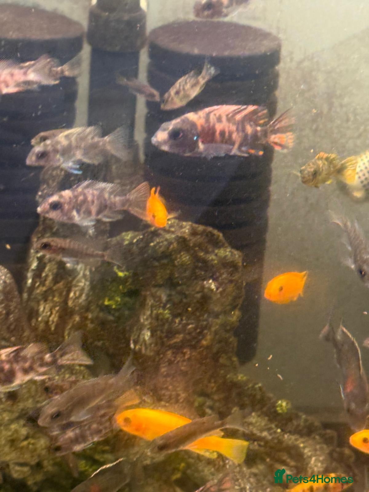 Cichlids fish Malawi cichlids peacock and mbunas  - Advert 7