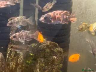 Cichlids fish Malawi cichlids peacock and mbunas - Advert 7