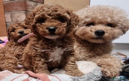 Poochon dogs for sale: Beautiful Poochon Pups Home Bred second litter - Advert 5