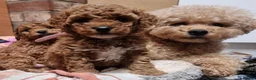 Poochon dogs for sale: Beautiful Poochon Pups Home Bred second litter - Advert 5