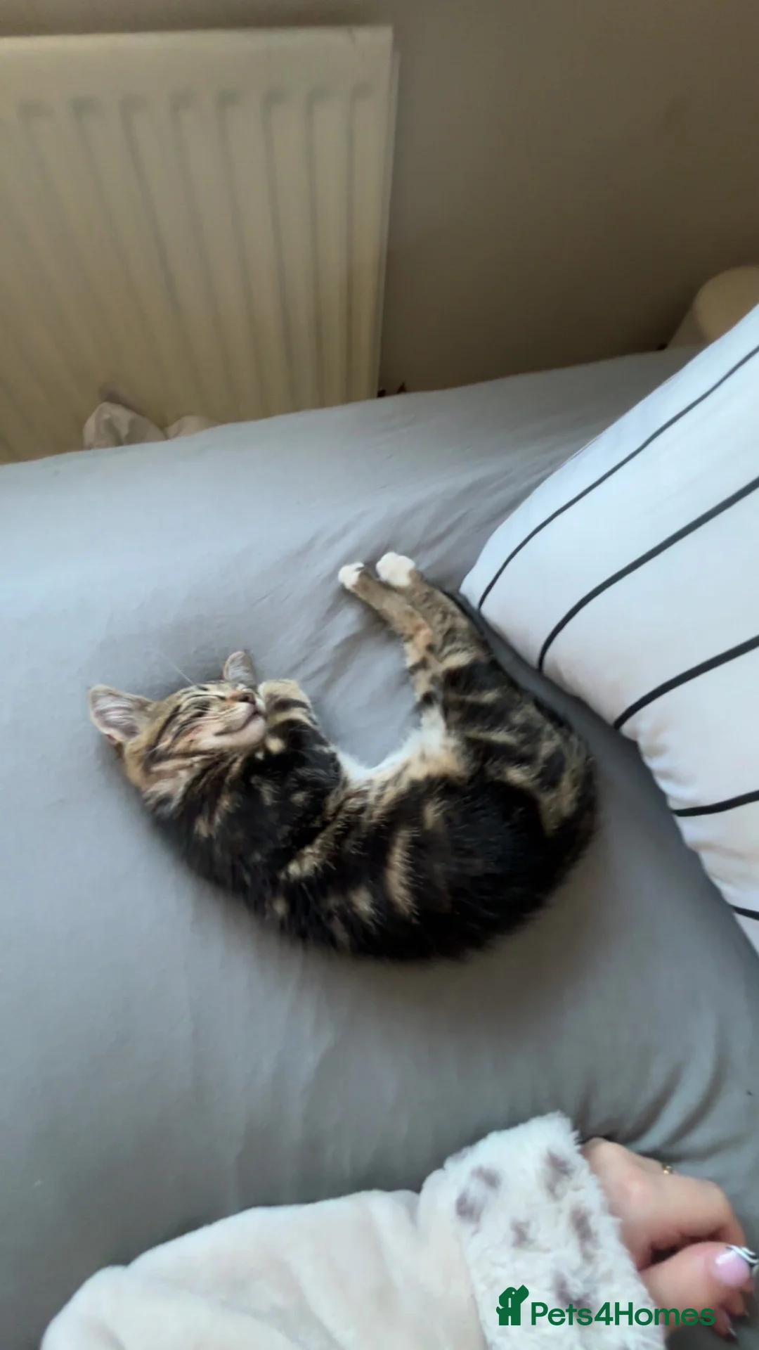 Domestic Shorthair cats for sale: loving cat  in Knaresborough - Advert 4