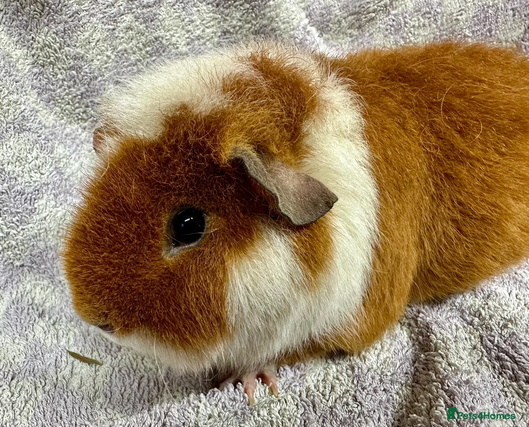 Guinea Pig rodents for sale: Gorgeous Teddy Guinea Pigs Available - Advert 5