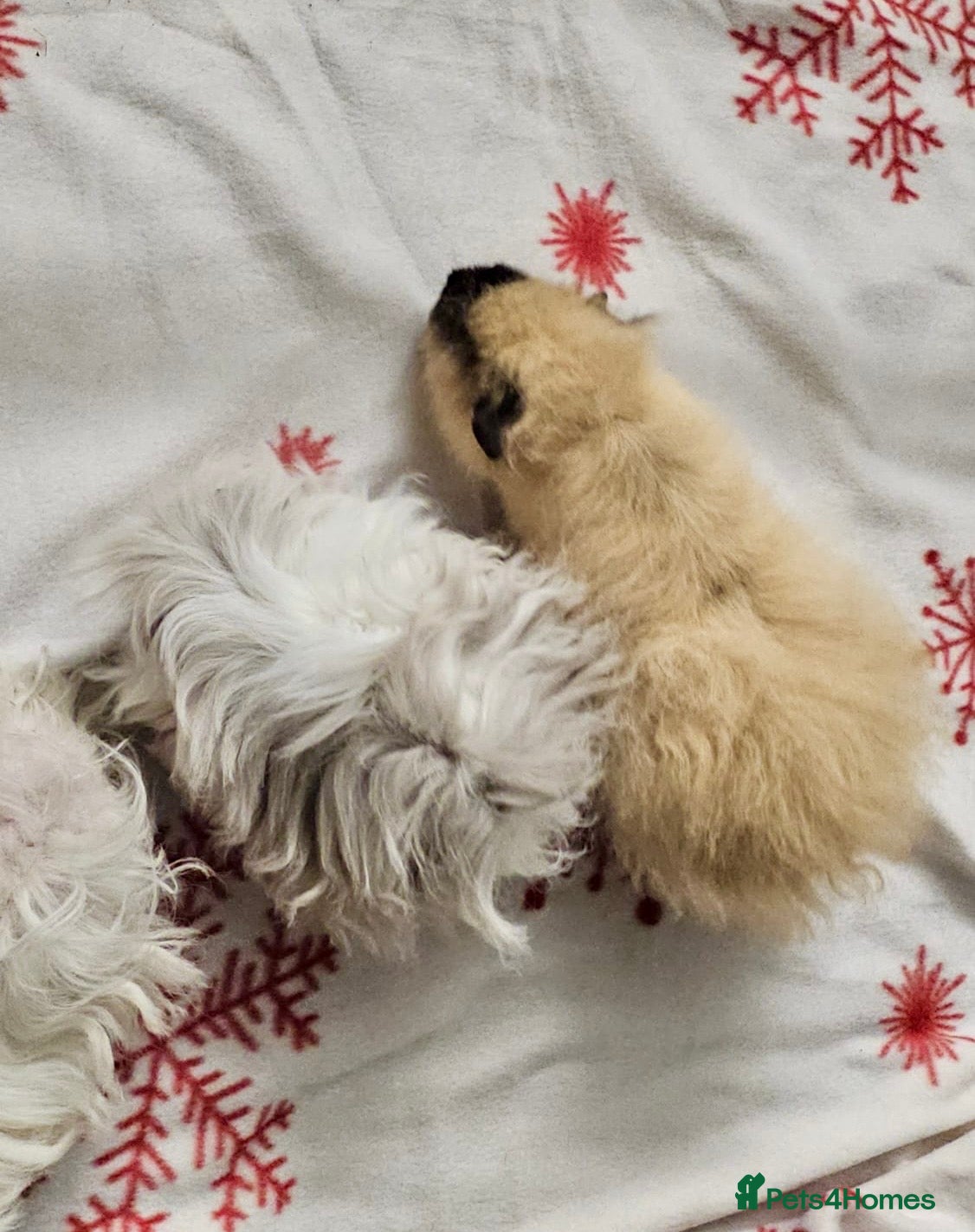 Guinea Pig rodents Two pairs of bonded Texel and Lunkarya boys - Advert 3