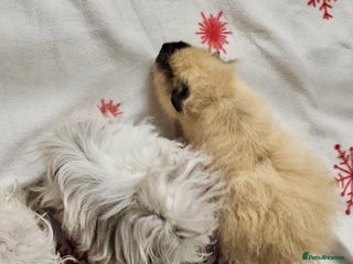Guinea Pig rodents Two pairs of bonded Texel and Lunkarya boys - Advert 3
