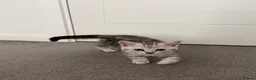 Scottish Fold cats for sale: Beautiful Scottish Straight Silver Tabby Male 🐾🤍 in Barking - Advert 8