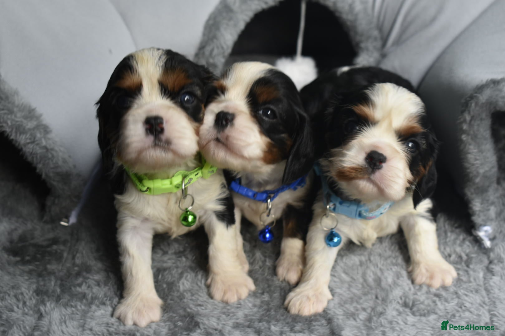 Cavalier King Charles Spaniel dogs FULLY HEALTH TESTED KC CAVALIERS PUPPIES - Advert 13