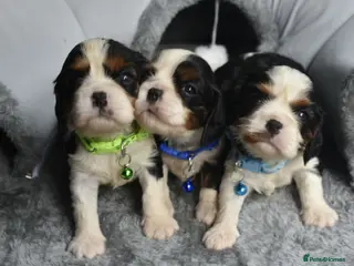 Cavalier King Charles Spaniel dogs FULLY HEALTH TESTED KC CAVALIERS PUPPIES - Advert 13