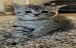British Shorthair cats for sale: British short hair mix - Image 1