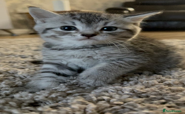British Shorthair cats - Advert 8
