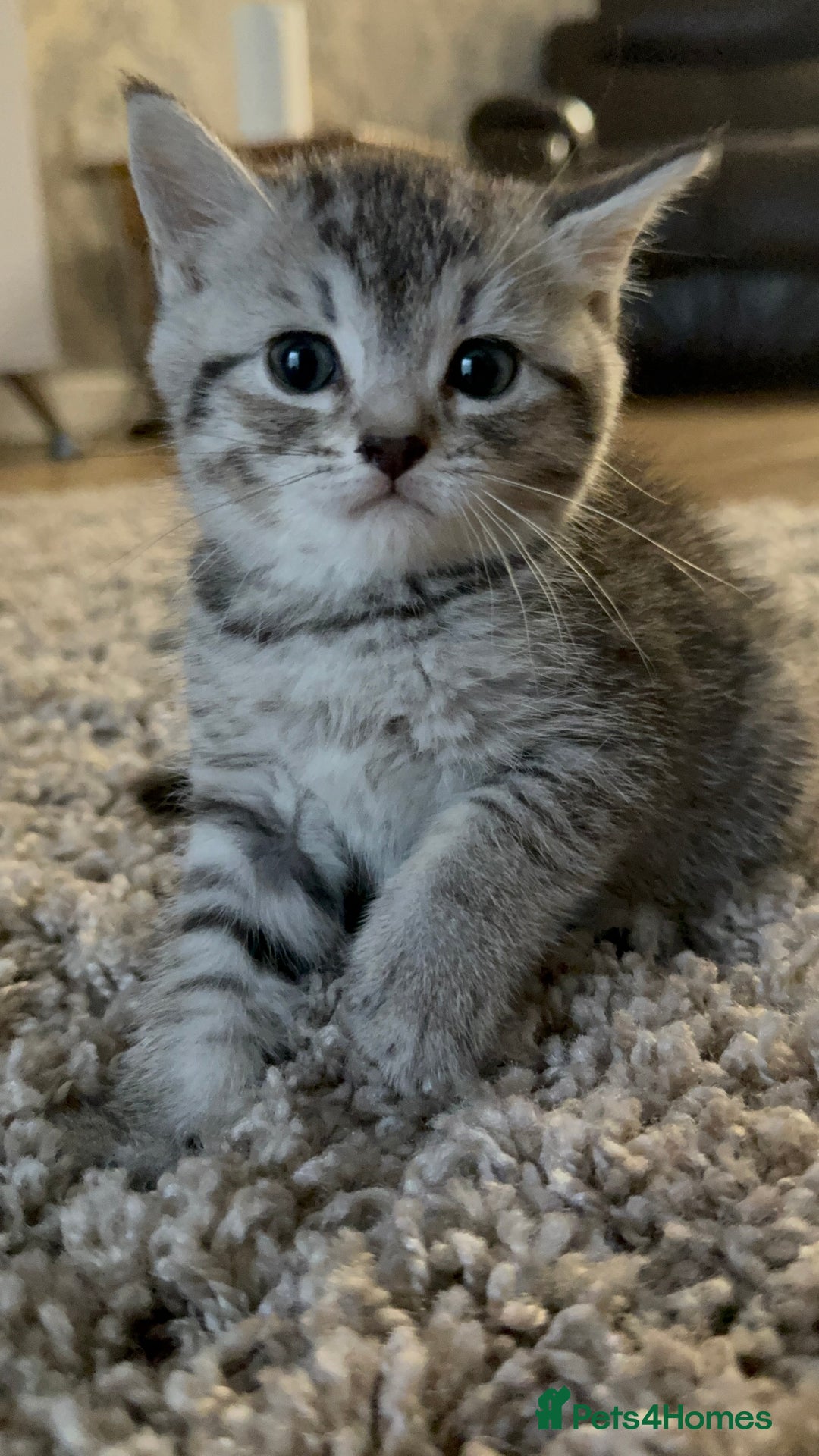 British Shorthair cats for sale: British short hair mix - Image 1