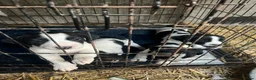 Sprollie dogs for sale: Beautiful black & white sprocker x collie puppies  in Devizes - Advert 2