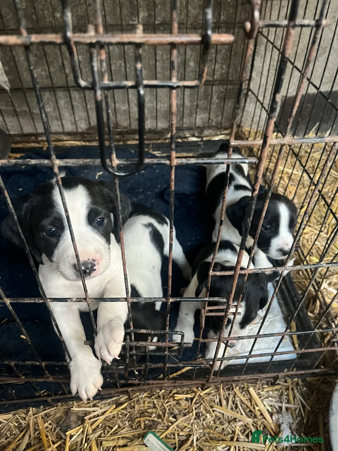 Sprollie dogs for sale: Beautiful black & white sprocker x collie puppies  in Devizes - Advert 2