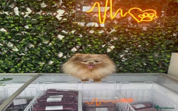 Pomeranian dogs for stud: Tiny 1.2kg lilac & tan merle Pomeranian stud  in Leeds - Image 1