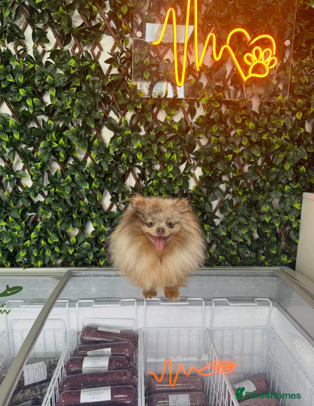 Pomeranian dogs for stud: Tiny 1.2kg lilac & tan merle Pomeranian stud  in Leeds - Image 1