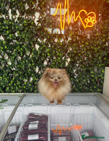 Pomeranian dogs in Leeds - Advert 1