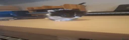 Mixed Breed cats for sale: Kittens looking for forever homes  - Advert 2