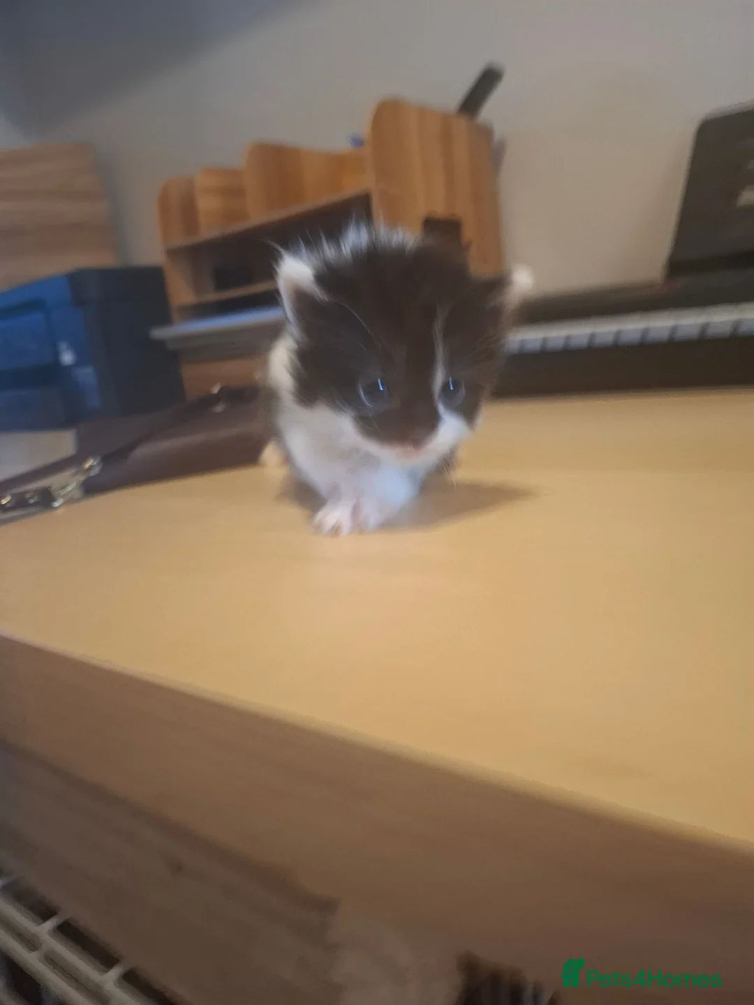 Mixed Breed cats for sale: Kittens looking for forever homes  - Advert 2