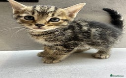 Mixed Breed cats for sale: 3 beautiful kittens for sale !! - Image 2