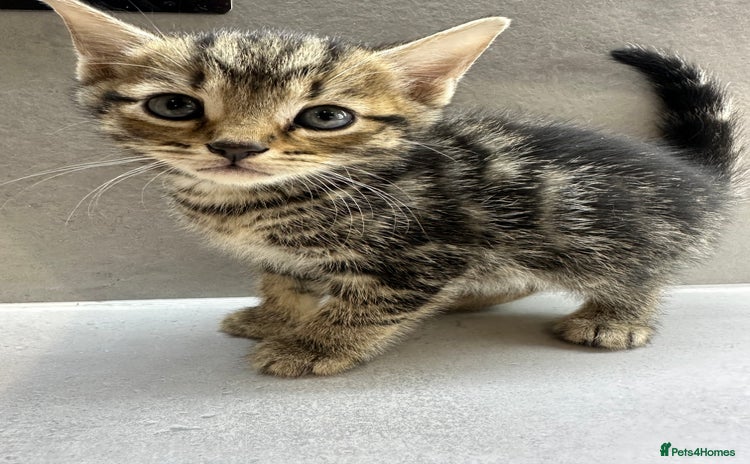 Mixed Breed cats - Advert 10