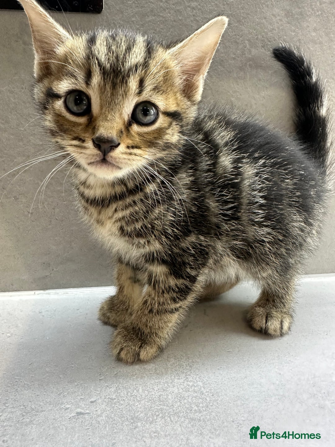 Mixed Breed cats for sale: 3 beautiful kittens for sale !! - Image 2