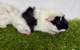 Guinea Pig rodents for sale: Super calm and friendly female guinea pigs  - Image 4