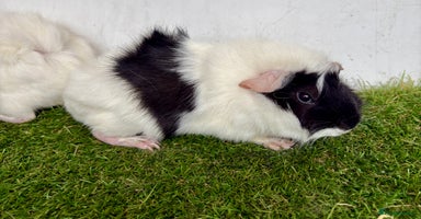 Guinea Pig rodents - Advert 13