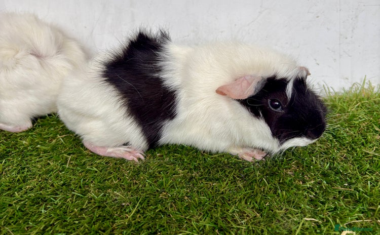 Guinea Pig rodents - Advert 6