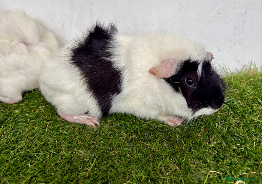 Guinea Pig rodents for sale: Super calm and friendly female guinea pigs  - Image 4