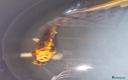Koi Carp fish for sale: Koi for sale - Image 3