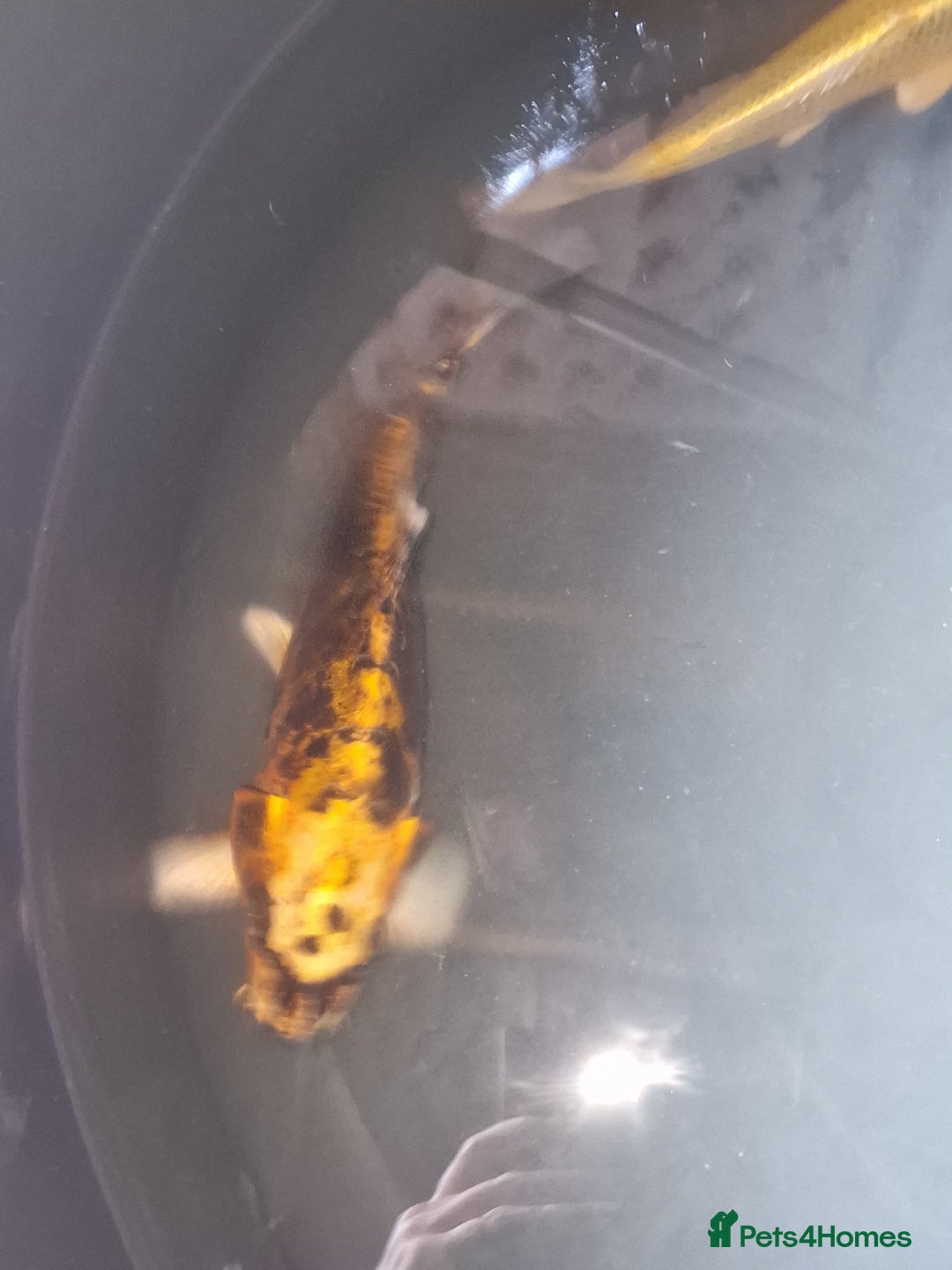 Koi Carp fish for sale: Koi for sale - Image 3