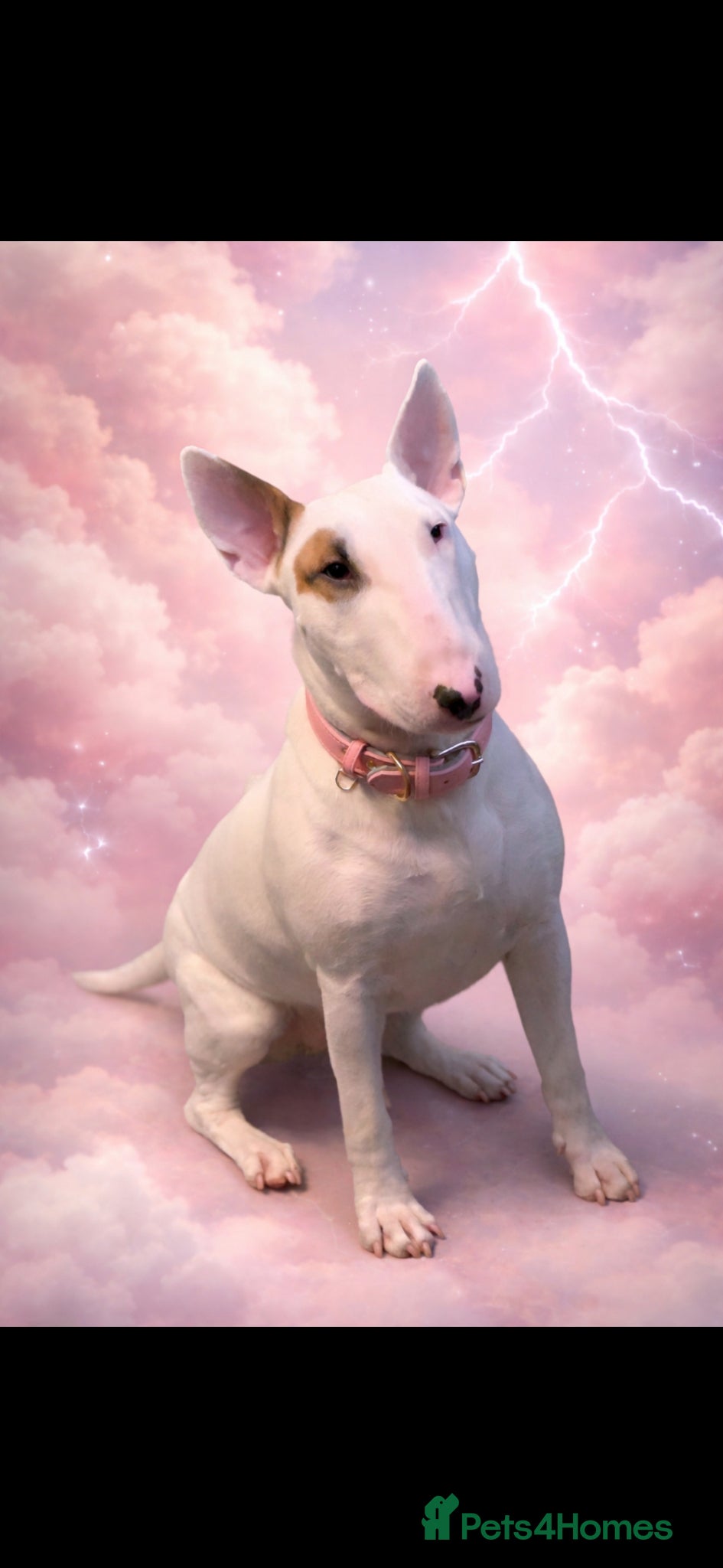 English Bull Terrier dogs for sale: KC English bullterrier puppies available  - Advert 2