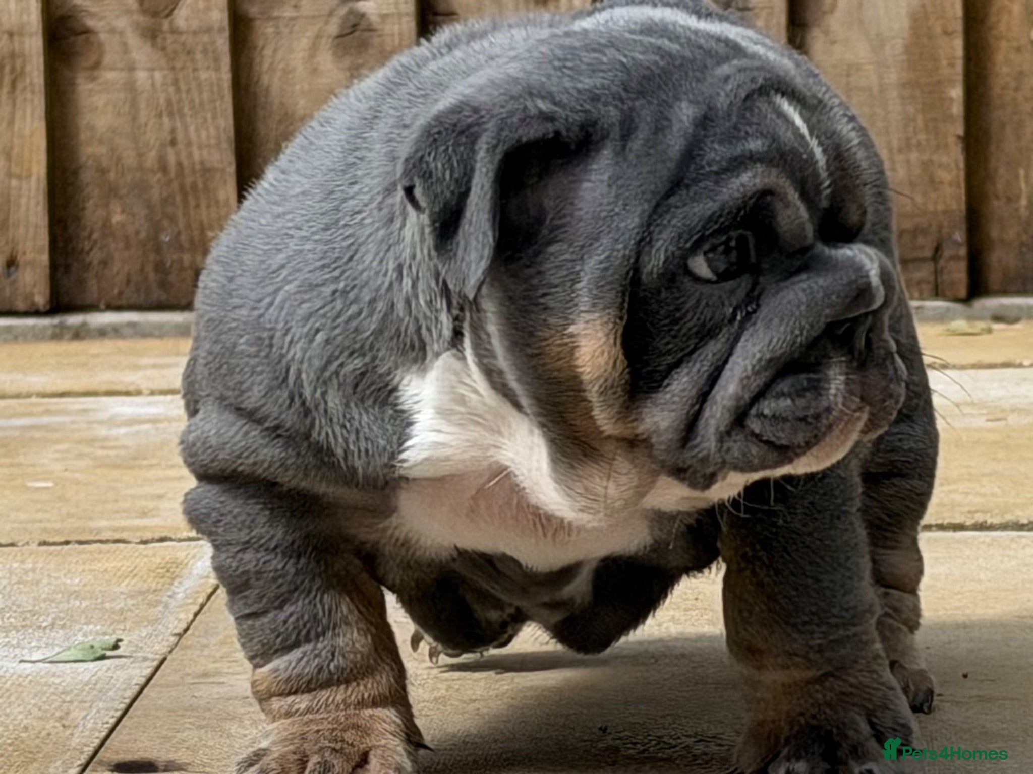 English Bulldog dogs Last girl available kc reg health tested parents - Advert 1