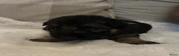 German Shepherd dogs for sale: Kc German Shepard long haired  - Advert 34