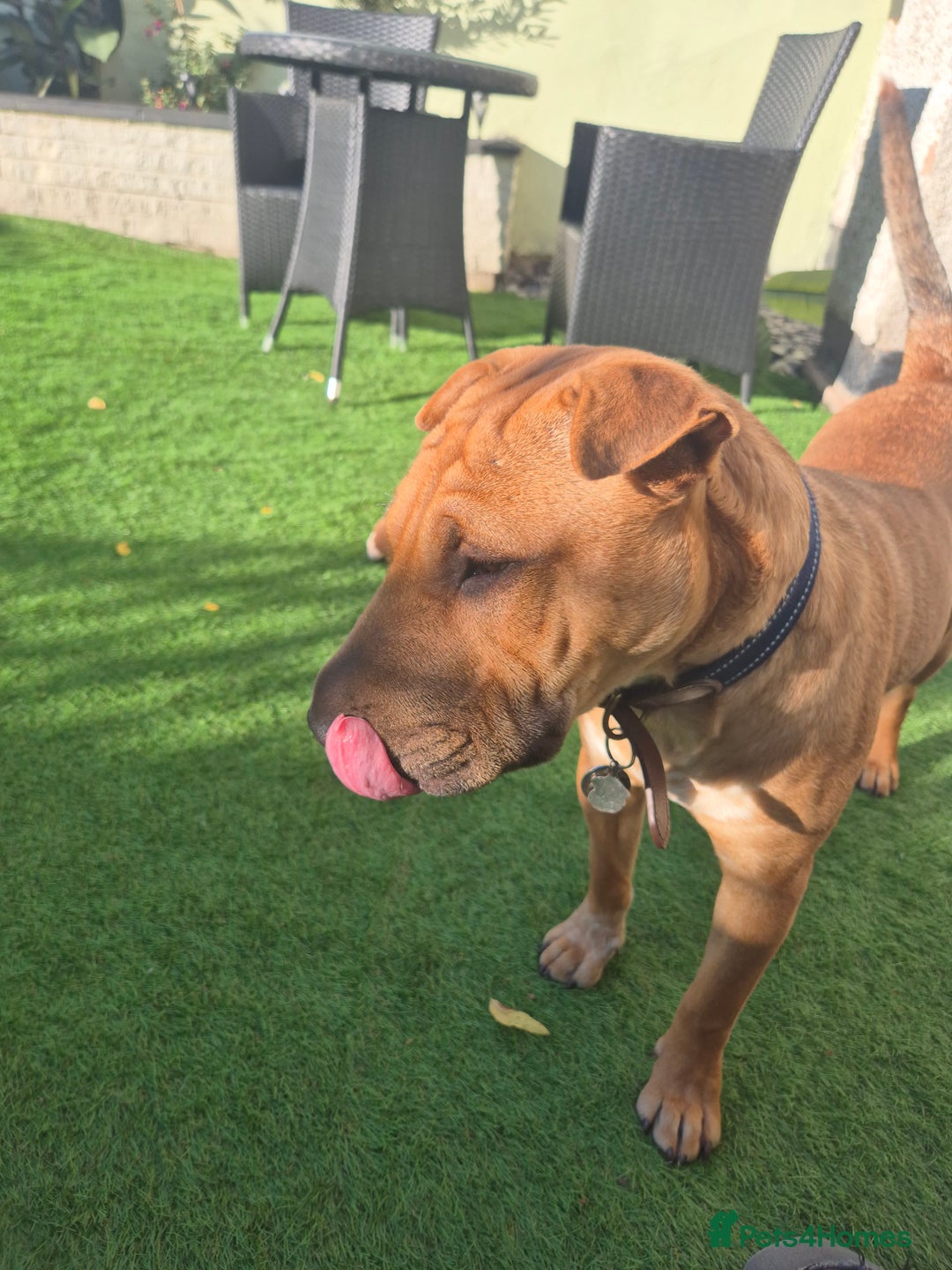 Mixed Breed dogs for sale: English bull terrier x shar pei - Image 5
