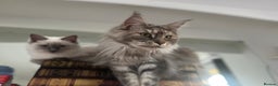 Maine Coon cats for sale: Registered pedigree maine coon for sale - Advert 16